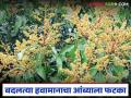 Mango Flowering Delay : बदलत्या हवामानाचा फटका; आंबा मोहोरात महिनाभर विलंब वाचा सविस्तर - Marathi News | latest news Mango Flowering Delay: Impact of changing weather; Mango blossoming delayed by a month Read in detail | Latest agriculture News at Lokmat.com