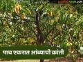 Mango Farming Success Story : पाच एकरात आंब्याची क्रांती; सुरेश ठाकूर यांची १२ लाखांची यशोगाथा - Marathi News | latest news Mango Farming Success Story: Mango revolution in five acres; Suresh Thakur's Rs 12 lakh success story | Latest agriculture News at Lokmat.com