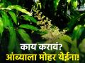 आंब्याला अजून मोहोर नाही; कसे कराल बागेचे नियोजन? - Marathi News | The cold disappeared; Mangoes are not in bloom, how to manage mango orchard? | Latest agriculture News at Lokmat.com