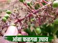 Amba Falgal : आंबा पिकातील फळगळ रोखण्यासाठी करा हे सोपे उपाय - Marathi News | Amba Falgal : Follow these simple steps to prevent fruit rot in mango crops | Latest agriculture News at Lokmat.com