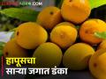 हापूस करतोय अख्या जगावर राज; दररोज ९ हजार पेट्यांची होतेय निर्यात - Marathi News | Hapus is ruling the whole world; 9 thousand boxes are being exported every day | Latest agriculture News at Lokmat.com