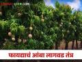 Mango Cultivation आंबा लागवड करताय? आलीय ही लागवडीची नवीन पद्धत - Marathi News | Mango Cultivation: Cultivating mangoes? This is a new method of cultivation | Latest agriculture News at Lokmat.com