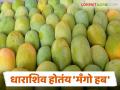 Dharashiva Mango : द्राक्षापाठोपाठ धाराशिवच्या 'मँगो' चा डंका; केशर निर्यातीत अग्रेसर राहणार वाचा सविस्तर - Marathi News | Dharashiva Mango : After grapes, Dharashiv's 'mango' is in the news; Saffron mango will remain the leader in exports. Read in detail | Latest agriculture News at Lokmat.com