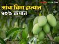 Mango Insurance आंबा उत्पादकांना खुशखबर; विम्याचा हप्ता झाला कमी - Marathi News | Mango Insurance: Good news for mango growers; Insurance premium reduced | Latest agriculture News at Lokmat.com