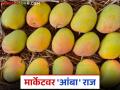 Mango Market Mumbai : मुंबई बाजार समितीवर आंब्याचे राज्य; कोणत्या आंब्याला किती दर? वाचा सविस्तर - Marathi News | Mango Market Mumbai : Mango rules the market committee of Mumbai; What is the price of which mango? | Latest agriculture News at Lokmat.com