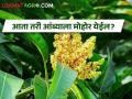 रात्रीच्या गारठ्यामुळे हापूसचा मोहोर बहरण्याची आशा - Marathi News | Hoping to bloom flowering of Hapus mango due to night cold | Latest agriculture News at Lokmat.com