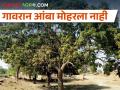 धुक्यामुळे आंबा उत्पादक शेतकरी चिंतेत, गावरान आंबा मोहरला नाही - Marathi News | Latest News Mango farmers are worried due to climate change | Latest agriculture News at Lokmat.com