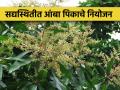 ढगाळ हवामान आणि आंबा बागेचे व्यवस्थापन - Marathi News | Cloudy weather and mango crop management | Latest agriculture News at Lokmat.com