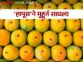 पाडव्याला कोकणचा हापूसच राजा; ९१ हजार पेट्या आंब्याची आवक - Marathi News | Hapuscha king of Konkan to Padavya; | Latest agriculture News at Lokmat.com