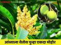 थंडीमुळे आंबा पिकाला येतोय पुनर्मोहर; कसे कराल व्यवस्थापन - Marathi News | Due to the cold, the mango crop is getting repeat flowering; How to manage it | Latest agriculture News at Lokmat.com