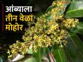 बदलणाऱ्या हवामानाचा आंब्यावर परिणाम; एकाच झाडाला तीन-चार वेळा लागल्या कैऱ्या - Marathi News | Impact of changing climate on mango; The same tree was flowering & fruiting three-four times | Latest agriculture News at Lokmat.com