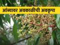 आंबा पिकात मोहर उशिरा; रोगांचा प्रादुर्भाव वाढणार - Marathi News | late flowering in mango crop; Incidence of diseases will increase | Latest agriculture News at Lokmat.com