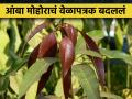 हापूस कलमांना मोहराऐवजी पालवी - Marathi News | new leaf growth instead of mango panicle to the Hapus mango | Latest agriculture News at Lokmat.com