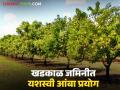 Mango Farming : खडकाळ शेतजमिनीत फुलली आंब्याची बाग वाचा सविस्तर - Marathi News | latest news Mango Farming: Mango orchard blossoms in rocky farmland Read in detail | Latest agriculture News at Lokmat.com
