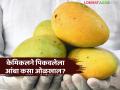 Mango: तुम्ही खात असलेले आंबे नैसर्गिकरित्या पिकवलेत की रसायनं वापरून? कसं ओळखाल?; जाणून घ्या ट्रिक्स - Marathi News | | Latest agriculture News at Lokmat.com