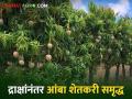 Mango Season : नाशिकच्या ग्रामीण भागातील आंबा सातासमुद्रापार, दशेहरी अन् केसरचा बोलबाला  - Marathi News | Latest News Export of Dussehri and Kesar Mangoes from rural areas of Nashik | Latest agriculture News at Lokmat.com