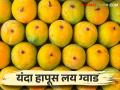 आमचा हापूस जगात भारी; यंदा बागायतदारांसाठी हापूसची गोडी थोडी अधिक - Marathi News | Our Hapus is heavy in the world; Hapus is a little more sweet for farmer this year | Latest agriculture News at Lokmat.com