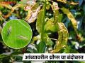 वेळीच करा आंबा मोहारावरील किडींपासून संरक्षण - Marathi News | Timely protection against pests on mango mohara | Latest agriculture News at Lokmat.com