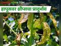 हवामानातील बदलामुळे हापूसवर थ्रीप्सचा प्रादुर्भाव - Marathi News | Thrips infestation on Hapus mango due to climate change | Latest agriculture News at Lokmat.com