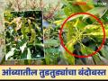 Mango Thrips : आंब्यातील तुडतुडे आणि फुलकिडीच्या नियंत्रणासाठी हे करायला विसरू नका - Marathi News | Mango Thrips : Don't forget to do this to control mango thrips and hoppers | Latest agriculture News at Lokmat.com