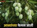Mango Varieties: आंबा लागवड करताय? कोणत्या जातीची निवड कराल - Marathi News | Mango Varieties: Cultivation of mango? Which Variety will you choose? | Latest agriculture News at Lokmat.com