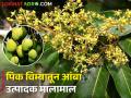 आंबा उत्पादकांनो, नुकसान झाल्यास चिंता करू नका! - Marathi News | Mango growers, don't worry about losses! | Latest agriculture News at Lokmat.com