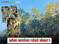 Mango Pest Management : ढगाळ वातावरणाचा घात; आंब्याच्या फुलांवर पांढऱ्या भुरीचं सावट? जाणून घ्या सविस्तर - Marathi News | latest news Mango Pest Management: Cloudy weather; White powdery mildew on mango flowers? Know in detail | Latest agriculture News at Lokmat.com