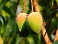 काजू महामंडळाच्या धर्तीवर आंबा महामंडळ स्थापन करणार - Marathi News | Mango Corporation will be established on the lines of Cashew Corporation | Latest agriculture News at Lokmat.com