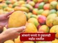 फळांचा राजा 'आंबा' आरोग्यासाठीही आहे बहुगुणी ; वाचा अगणित फायदे - Marathi News | health tips benifits of eating mangoes its benificial for eyes increased immunity level in body  | Latest health News at Lokmat.com