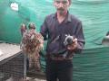 नॉयलॉन मांज्यामुळे पक्ष्यांवर 'संक्रांत' - Marathi News | Nylon cats 'infect' birds | Latest kolhapur News at Lokmat.com