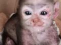 ट्रान्झिट सेन्टरने पुसले माकडाच्या पिलाचे अश्रू - Marathi News | The transit center wiped away the baby monkey's tears | Latest nagpur News at Lokmat.com
