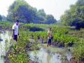 विमानतळबाधित खारफुटीचे पुनर्राेपण, सिडकोच्या समन्वयाने वनविभागाचा उपक्र म - Marathi News |  Regeneration of air-conditioned mangroves, with the coordination of CIDCO, | Latest navi-mumbai News at Lokmat.com