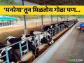 मनरेगातून जनावरांसाठी गोठा प्रकल्प हवा तर फळबाग लागवड करा - Marathi News | If you want cowshed project for animals through MNREGA, cultivation of fruit crops mandatory | Latest agriculture News at Lokmat.com