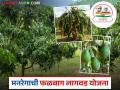 'या' योजनेंतर्गत ड्रॅगन फ्रुट, ॲव्होकाडोसह लावा 20 प्रकारची फळपिके, वाचा सविस्तर  - Marathi News | Latest News Falbag Lagvad mgnrega plant 20 types of fruit crops including dragon fruit and avocado | Latest agriculture News at Lokmat.com