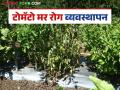 Tomato Crop Management : टोमॅटो पीक मर रोगापासून वाचविण्यासाठी 'हे' उपाय कराच, वाचा सविस्तर  - Marathi News | Latest News Tomato Crop Management Take these steps to protect tomato crops from blight diseases, read in detail | Latest agriculture News at Lokmat.com