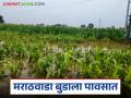 Marathwada Crop Damage : मराठवाडा बुडाला पावसात; नऊ दिवसांत ५ हजार गावांचा चिखल वाचा सविस्तर - Marathi News | latest news Marathwada Crop Damage: Marathwada submerged in rains: 5 thousand villages flooded in nine days Read in detail | Latest agriculture News at Lokmat.com