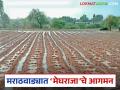 Heavy Rains in Marathwada : पंधरवड्यांनंतर पावसाची जोरदार हजेरी; मराठवाड्यात ३० मंडळांत मुसळधार पाऊस - Marathi News | latest news Heavy Rains in Marathwada : Heavy rains after a fortnight; Heavy rains in 30 mandals in Marathwada | Latest agriculture News at Lokmat.com