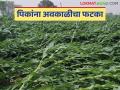 Unseasonal Rain: मराठवाड्यास पावसाचा फटका; हाती आलेल्या पिकांची माती वाचा सविस्तर - Marathi News | Unseasonal Rain: Marathwada hit by rain; Detailed soil analysis of crops received read in details | Latest agriculture News at Lokmat.com