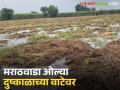 Marathwada Crop Damage : मराठवाडा ओल्या दुष्काळाच्या वाटेवर; १६ लाख हेक्टरवरील पिके जलमय - Marathi News | latest news Marathwada Crop Damage: Marathwada on the verge of a wet drought; Crops on 16 lakh hectares are waterlogged | Latest agriculture News at Lokmat.com