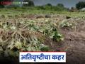 Marathwada Crop Damage : अतिवृष्टीचा फटका : मराठवाड्यात ५०% खरीप पिकांचा चिखल वाचा सविस्तर - Marathi News | latest news Marathwada Crop Damage: Heavy rains hit: 50% of Kharif crops in Marathwada are muddy Read in detail | Latest agriculture News at Lokmat.com
