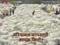 Cotton Market : मारेगावात १० दिवसांमध्ये 'इतक्या' हजार क्विंटल कापसाची झाली आवक - Marathi News | Cotton Market: 'So many' thousand quintals of cotton arrived in Maregaon in 10 days | Latest agriculture News at Lokmat.com