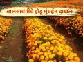 Marigold Cultivation : ऐन श्रावणात झेंडू तेजीत  - Marathi News | Marigold Cultivation : Marigolds flourish demand Shravan  | Latest agriculture News at Lokmat.com