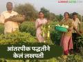 लावण्य काकडी अन् वांगे आंतरपिकांनी २५ गुंठ्यांत केले लखपती; वाचा मरकड दांपत्याची 'ही' यशकथा - Marathi News | Intercropping of lovely cucumber and brinjal made a millionaire in 25 years; Read this success story of Markad couple | Latest agriculture News at Lokmat.com
