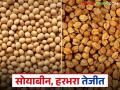 Market Update: उदगिर बाजारात सोयाबीन, हरभऱ्याच्या दरामध्ये आली तेजी..! वाचा सविस्तर - Marathi News | Market Update: latest news Soybean, Harbhara prices rise in Udgir market! Read in detail | Latest agriculture News at Lokmat.com