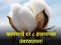 कापसाचे दर ८ हजारांच्या उंबरठ्यावर! - Marathi News | maharashtra market yard Cotton rate upto 8 thousand per quiltle farmer agriculture | Latest agriculture News at Lokmat.com