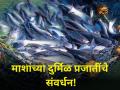 माशांच्या दुर्मिळ प्रजातींचे संवर्धन! - Marathi News | maharashtra ratnagiri farmer fishery Conservation of rare fish species | Latest agriculture News at Lokmat.com
