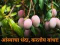 आंब्याचा धंदा, करतोय वांधा! - Marathi News | maharashtra state farmer mango business farming problem | Latest agriculture News at Lokmat.com