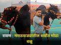 रावण : मराठवाड्यातील सर्वांत मोठा वळू - Marathi News | biggest bull in Marathwada lal kandhari cow veriety ajay jadhav farmer nanded | Latest agriculture News at Lokmat.com