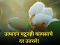 उत्पादन घटूनही कापसाचे दर उतरले! आज किती मिळाला भाव? - Marathi News | maharashtra farmer onion production decrease market yard rate decrease | Latest agriculture News at Lokmat.com