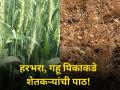कांदा ऊस जोमात; हरभरा, गव्हाकडे शेतकऱ्यांची पाठ - Marathi News | pune junnar farmer onion and sugarcane crop production but not production of wheate | Latest agriculture News at Lokmat.com